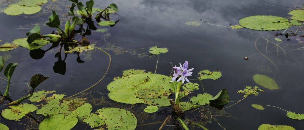A calm lily pond